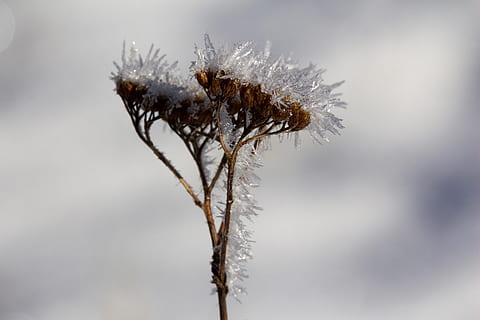 is, græs, urt, kold, iskrystal, natur, iset, plante, krystal, blomst, vinter, kold temperatur, sne, Frosset, tæt på, fokus på forgrunden, skønhed i naturen, ingen mennesker, tør, frost, plantestamme, tørret plante, dag, ro, udendørs, sårbarhed, død plante, visnet plante, snestorm, sner, 5K, CC0, offentligt domæne, royaltyfrie