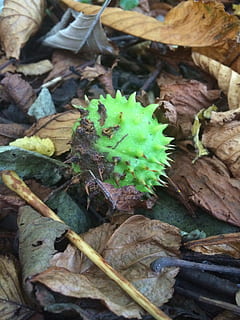 castagna selvatica, autunno, Noce, terra, le foglie, Marrone, segni, foglia, parte vegetale, avvicinamento, nessuno, asciutto, crescita, natura, giorno, pianta, colore verde, vista dall'alto, cibo e bevande, bellezza nella natura, cibo, freschezza, all'aperto, campo, messa a fuoco selettiva, modificare, 2K, CC0, dominio pubblico, privo di copyright
