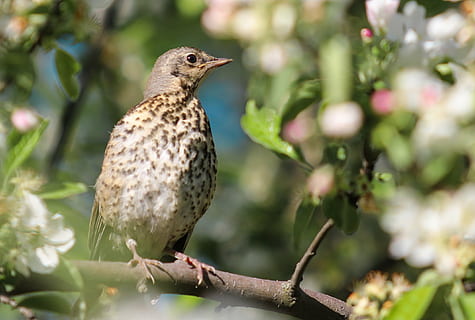 Nahaufnahmen, Thrasher Vogel hocken, Ast, Soor, Apfelbaum, wild, Vogel, Nahansicht, blühen, Frühling, Natur, Garten, Tier, Tierwelt, Schnabel, Feder, Tierthemen, ein Tier, Tiere in freier Wildbahn, Wirbeltier, hocken, Pflanze, Baum, Fokus auf den Vordergrund, keine Leute, selektiver Fokus, Tag, Schönheit in der Natur, draußen, grüne Farbe, 2K, CC0, gemeinfrei, lizenzfrei