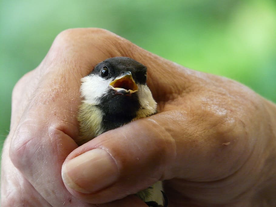tit, parus major, mà, mantenir, capturat, detenció, respira, obtenir aire, por, pànic, sorprès, ocell, animal, un animal, mà humana, ocell jove, animal jove, part del cos humà, celebració, primer pla, fauna animal, vertebrats, una persona, centrar-se en primer pla, animals a la natura, bec, pollastre infantil, dia, petit, cura, 2K