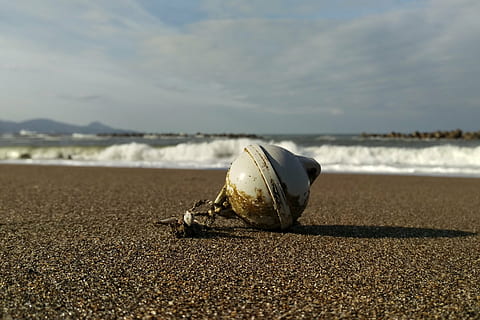 Himmel, Wolke, Meer, Strand, Welle, Strandgut, Ball, Sand, Land, Natur, Tag, Wasser, Schale, Sonnenlicht, keine Leute, Szenen - Natur, Nahansicht, Schönheit in der Natur, Ruhe, Tierwelt, draußen, Tier, Fokus auf den Vordergrund, Oberflächenniveau, Marine, 4K, CC0, gemeinfrei, lizenzfrei