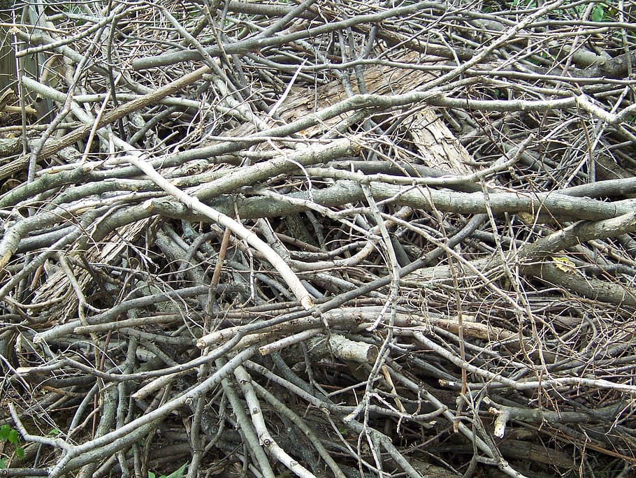 mort, arbre, branques, membres, pila, fusta, planta, marc complet, cap gent, dia, naturalesa, fons, terra, vista d’angle alt, sec, branca, complexitat, a l'aire lliure, primer pla, creixement, bosc, arrel, tranquil·litat, camp, enredat, planta morta, 2K