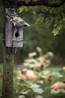 græskar patch, fugl hus, efterår, træ, birdhouse, plante, fokus på forgrunden, natur, bagagerum, ingen mennesker, dag, træstamme, tæt på, udendørs, dyre temaer, dyr, træ - materiale, dyreliv, hvirveldyr, vækst, afdeling, jord, hul, træ post, 5K, CC0, offentligt domæne, royaltyfrie