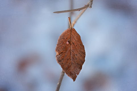 leaf, leaves, withered, dry, brown, winter, nature, close, plant part, close-up, autumn, plant, change, no people, focus on foreground, fragility, tree, vulnerability, leaf vein, day, plant stem, outdoors, branch, beauty in nature, dead plant, natural condition, 1080P, CC0, public domain, royalty free