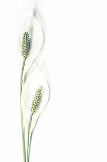 Due, bianca, foglie di pizzo, sfondo, fioritura, botanico, botanica, pulito, design, eleganza, elegante, flora, fiore, armonia, isolato, giglio, minimalista, naturale, natura, pianta, romantico, singolo, nozze, sfondo bianco, assistenza sanitaria e medicina, colore verde, cibo e bevande, cibo, avvicinamento, nessuno, girato in studio, copia spazio, freschezza, in casa, bellezza nella natura, ritagliare, fragilità, vulnerabilità, pianta fiorita, Colore bianco, erba, testa di fiore, 5K, CC0, dominio pubblico, privo di copyright