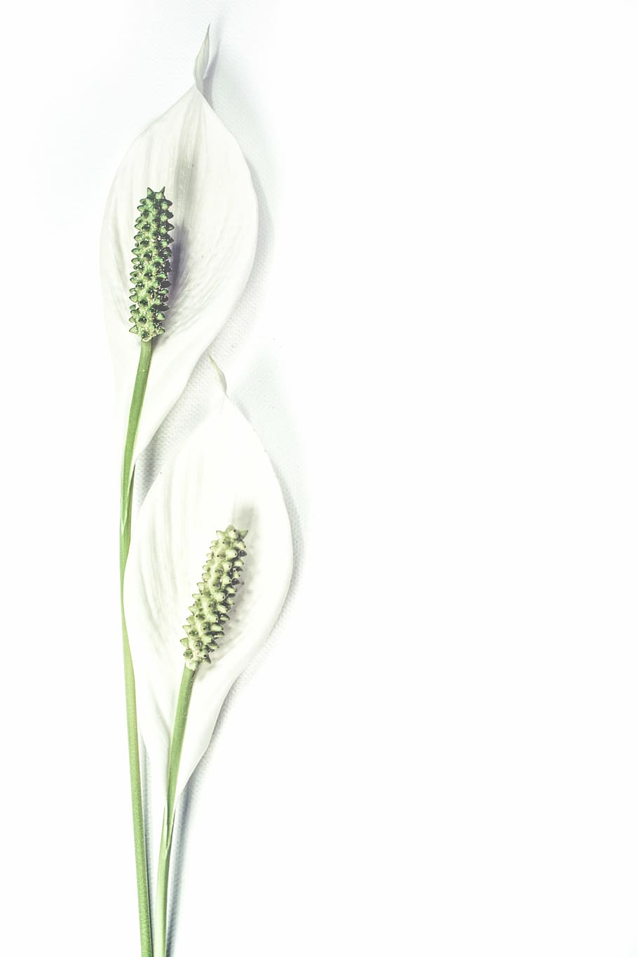 dos, blanc, fulles de puntes, fons, florir, botànic, botànica, netejar, disseny, elegància, elegant, flora, flor, harmonia, aïllat, lliri, minimalista, natural, naturalesa, planta, romàntic, solter, casament, fons blanc, salut i medicina, color verd, menjar i beguda, menjar, primer pla, cap gent, tir de l'estudi, còpia espai, frescor, a l'interior, bellesa a la natura, tallar, fragilitat, vulnerabilitat, planta amb flors, Color blanc, herba, cap de flor, 5K