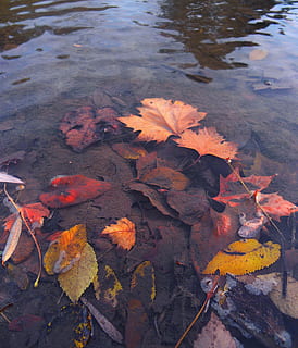 leaf, fall, water, pool, lake, river, nature, park, season, flora, tree, reflection, autumn, plant part, change, leaves, high angle view, day, no people, plant, beauty in nature, outdoors, falling, close-up, tranquility, orange color, maple leaf, floating on water, natural condition, 1080P, CC0, public domain, royalty free