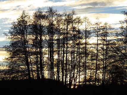 trees, tree, forest, contour, black, silhouette, back light, evening, abendstimmung, twilight, sky, rest, plant, cloud - sky, tranquility, beauty in nature, sunset, tranquil scene, scenics - nature, no people, nature, land, non-urban scene, outdoors, low angle view, growth, bare tree, woodland, 4K, CC0, public domain, royalty free