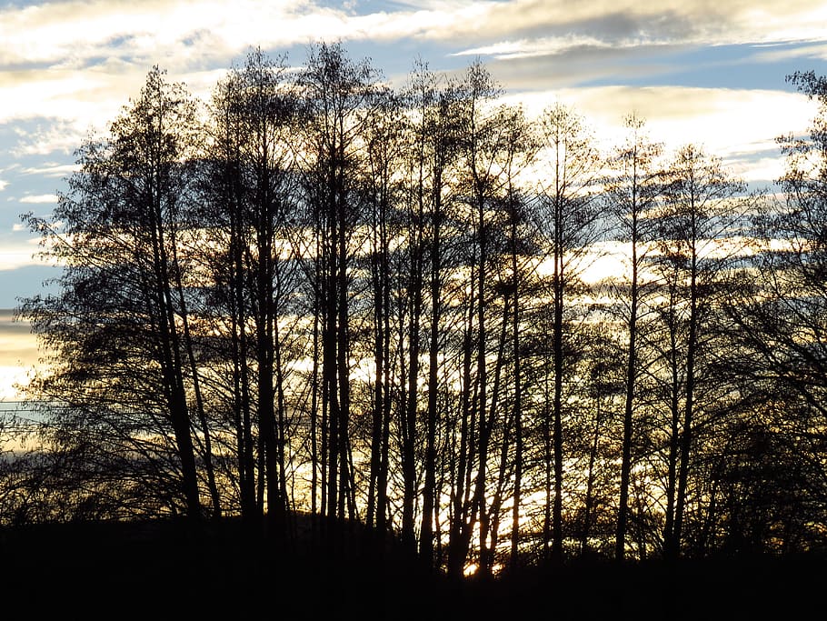 trees, tree, forest, contour, black, silhouette, back light, evening, abendstimmung, twilight, sky, rest, plant, cloud - sky, tranquility, beauty in nature, sunset, tranquil scene, scenics - nature, no people, nature, land, non-urban scene, outdoors, low angle view, growth, bare tree, woodland, 4K