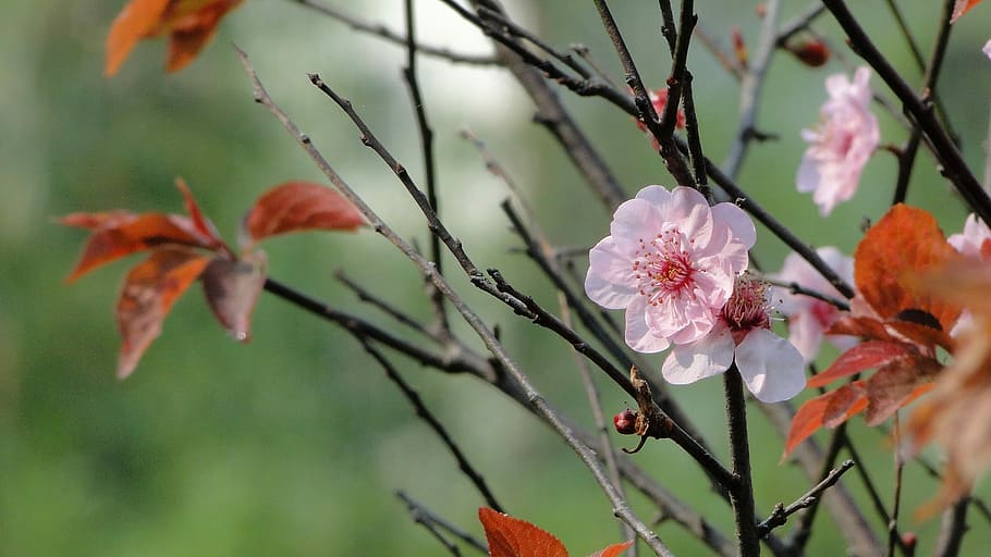 flor, primavera, yu lee, naturalesa, creixement, fragilitat, color rosa, bellesa a la natura, planta amb flors, planta, frescor, vulnerabilitat, pètal, inflorescència, primer pla, cap de flor, arbre, branca, centrar-se en primer pla, cap gent, a l'aire lliure, pol·len, flor de cirerer, cirerer, condició natural, 2K