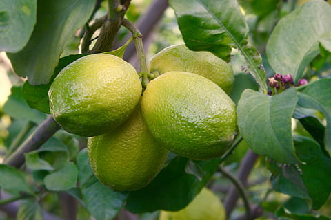 sitrontre, frukt, grønn gul, sitron, grønn, gul, sitrus, vekst, blader, Middelhavet, gren, natur, sur, gjeng, voksende, hage, henger, tre, mat og Drikke, blad, mat, friskhet, plante del, spise sunt, anlegg, sitrusfrukt, frukttrær, grønn farge, nærbilde, ingen folk, fokusere på forgrunnen, velvære, utendørs, moden, 2K, CC0, offentlig domene, opphavsrett gratis