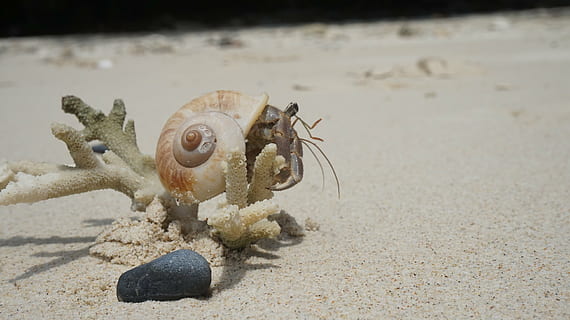krab, zeeschelp, zand, strand, schulp, zandstrand, tropisch, zee, land-, natuur, schaaldier, geen mensen, dierenleven, dag, zeeleven, dieren in het wild, dier, dierlijke thema's, focus op de voorgrond, detailopname, marinier, water, één dier, heremietkreeft, buitenshuis, 5K, CC0, publiek domein, royaltyvrij