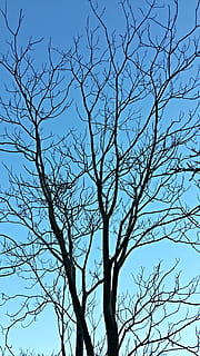træ, grene, vinter, himmel, blå, bar, natur, tør gren, afdeling, lav vinkel visning, bare træ, plante, ingen mennesker, skyfri himmel, skønhed i naturen, dag, ro, silhuet, udendørs, død plante, bagagerum, træstamme, scenics - natur, vækst, træ baldakin, 2K, CC0, offentligt domæne, royaltyfrie