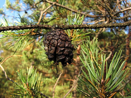 kužel, strom, borovice, Příroda, šiška, Vánoce, jehličnatého stromu, větev, detail, rostlina, růst, zaměřit se na popředí, pinaceae, den, nikdo, jídlo, jídlo a pití, ovoce, venku, svěžest, hnědý, zelená barva, jehly - část rostliny, borové lesy, 1080P, CC0, veřejná doména, bez autorských práv