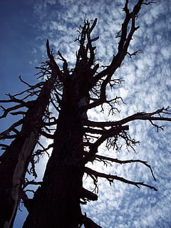 albero, nube, silhouette, morto, cielo, ramo, nessuno, natura, Inquadratura dal basso, giorno, pianta, nuvola - cielo, tronco, tronco d'albero, bellezza nella natura, albero nudo, la tranquillità, all'aperto, crescita, scenics - natura, scena tranquilla, 2K, CC0, dominio pubblico, privo di copyright