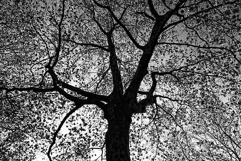 baix, angle, arbre, gris, cel, arbre superior, branques, branques nues, fullatge, silueta, tardor, bw, monocroma, planta, branca, vista d’angle baix, cap gent, naturalesa, arbre nu, tronc de l'arbre, dia, tronc, tranquil·litat, bellesa a la natura, creixement, a l'aire lliure, marc complet, escenics - natura, fons, arbre únic, copa de l'arbre, 4K, CC0, domini públic, lliure de regalies