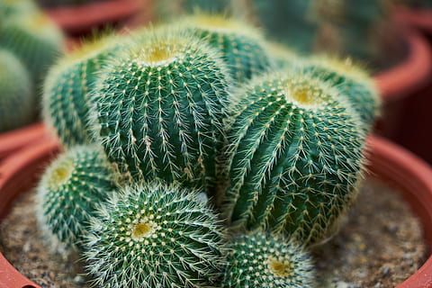 pianta di cactus verde, cactus, dea, ago, macro, foto di fiori, giardino, pianta, fiore, bellissimo, natura, vaso di fiori, fiori, pianta del fogliame, colpi di dettaglio, sfondo, vicino, solido, nessuno, struttura, avvicinamento, dettaglio, verde, spina, crescita, colore verde, pianta succulenta, cactus di botte, spillo, pianta in vaso, modello naturale, acuto, bellezza nella natura, messa a fuoco selettiva, concentrarsi sulle conoscenze acquisite, giorno, segnale di pericolo, vista dall'alto, spinoso, clima arido, 5K, CC0, dominio pubblico, privo di copyright