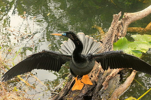 Anhinga, Vogel, fliegen, Flügel, Feder, Tierwelt, Schnabel, wild, dom, draussen, majestätisch, Kreatur, Wildnis, Natur, Säugetier, Wirbeltier, Tier, Tierthemen, Tiere in freier Wildbahn, Baum, ein Tier, Wasser, Pflanze, keine Leute, Ast, See, Tag, Kormoran, die Flügel ausbreiten, hocken, draußen, 1080P, CC0, gemeinfrei, lizenzfrei