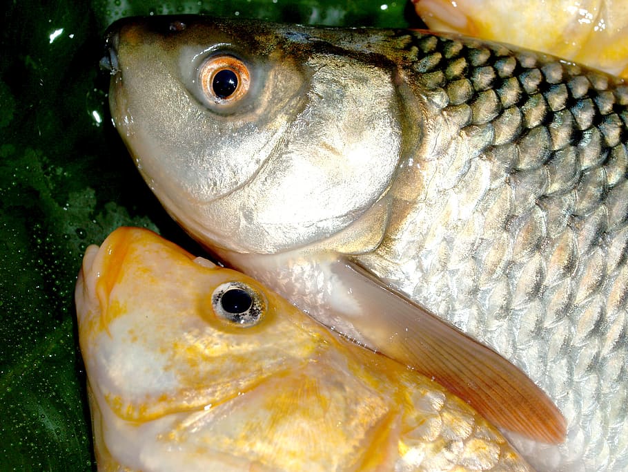 peix, carpa, menjar, riu, pica, emmascarament, carpio, cypriniformes, bullhead, cyprinidae, babau, palpador, zander, cordata, chub, camuflatge, espècies, cuinar, plata, pescar, cultratus, escales, vida salvatge, crua, ruff, besar, blanc, actinopterygii, perca, crucian, estudi, desolador, aigua dolça, rudd, objecte, cyprinus, sazan, Pelecus, ingredient, fresc, aigua, disfressar-se, animal, captura, antena, vertebrats, marisc, primer pla, menjar i beguda, frescor, alimentació saludable, cap gent, temes d'animals, benestar, a la venda, aliments crus, venda al detall, mercat, mar, a l'interior, fauna animal, marí, ull d’animals, 2K