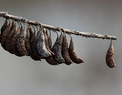 pod, trocken, casey, Nahansicht, keine Leute, hängend, Fokus auf den Vordergrund, Essen und Trinken, Lebensmittel, Natur, Frische, Pflanze, trocknen, Tag, Studioaufnahme, braun, getrocknetes Essen, Schönheit in der Natur, drinnen, gesundes Essen, grauer Hintergrund, Zweig, tote Pflanze, getrocknet, verwelkte Pflanze, 1080P, CC0, gemeinfrei, lizenzfrei