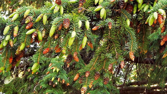 Vegetation, Baum, Nadel, Zapfen, Natur, Zweige, Nahansicht, Pflanze, Wachstum, grüne Farbe, Schönheit in der Natur, keine Leute, Tag, Blatt, Pflanzenteil, Ast, Ruhe, draußen, Fokus auf den Vordergrund, Kiefer, Tannenzapfen, selektiver Fokus, Land, Nadelbaum, Nadel - Pflanzenteil, 4K, CC0, gemeinfrei, lizenzfrei