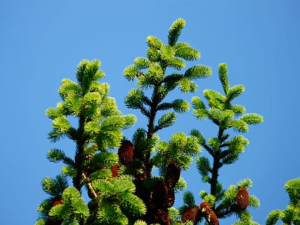 pinjekegler, hanen, træ, nåletræ, fælles gran, picea abies, rød gran, gran, Picea, grøn farve, blå, vækst, natur, ingen mennesker, plante, himmel, lav vinkel visning, kaktus, skyfri himmel, saftige plante, dag, skønhed i naturen, sollys, udendørs, ro, tropisk klima, høj - høj, Palme træ, 2K, CC0, offentligt domæne, royaltyfrie