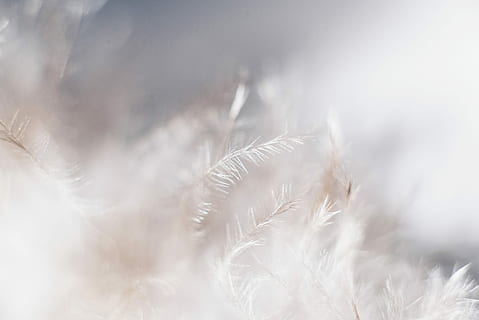 tæt på, Foto, hvid, blade, hvide planter, Sky, fjer, blød, fluffy, selektiv fokusering, plante, natur, skønhed i naturen, ingen mennesker, hvid farve, makro, blødhed, friskhed, blomst, miljø, vinter, ekstrem nærbillede, baggrunde, sne, kold temperatur, skrøbelighed, snefnug, udendørs, abstrakt, forår, is, abstrakte baggrunde, vind, 5K, CC0, offentligt domæne, royaltyfrie