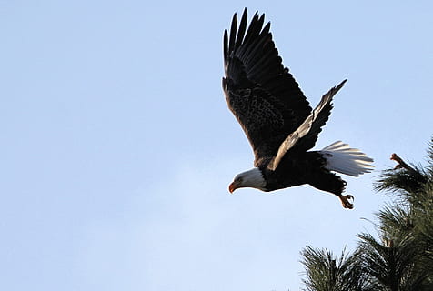 hvid, sort, amerika ørn, ørn, skaldet, flyvende, raptor, fugl, natur, vild, flyvningen, amerikansk, symbol, fjer, dom, himmel, majestætisk, vinger, rovdyr, træ, Hvidhovedet havørn, ørn - fugl, rovfugl, dyreliv, USA, dyr i naturen, dyr, frihed, dyrefløj, dyre temaer, spredte vinger, hvirveldyr, et dyr, lav vinkel visning, Midt i luften, skyfri himmel, ingen mennesker, bevægelse, dag, dyr kropsdel, udendørs, 1080P, CC0, offentligt domæne, royaltyfrie