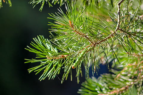 agulles, bosc, fons, pi, estiu, primer pla, macro, rascado, naturalesa, arbres, Rússia, arbre, branca, verd, arbre de coníferes, planta, color verd, creixement, pinàcies, bellesa a la natura, agulla - part de la planta, cap gent, full, tranquil·litat, dia, part de la planta, centrar-se en primer pla, a l'aire lliure, enfocament selectiu, avet, arbre de fulla perenne, bosc de pi, 5K, CC0, domini públic, lliure de regalies