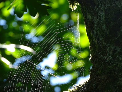 spindelvæv, edderkop, netværk, natur, tæt, Skov, insekt, edderkoppespind, plante, træ, tæt på, fokus på forgrunden, kompleksitet, dag, skrøbelighed, træstamme, bagagerum, ingen mennesker, skønhed i naturen, naturligt mønster, sårbarhed, forviklinger, udendørs, vækst, fanget, web, 5K, CC0, offentligt domæne, royaltyfrie
