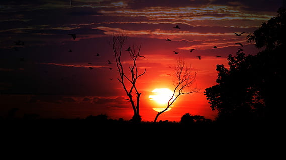 fotografie silueta, neizolat, copaci, de aur, ora, apus de soare, amurg, zori de zi, seară, peisaj, soare, natură, cer, siluetă, plan orizontal, ușoară, în aer liber, vreme buna, frumusețe în natură, nor - cer, scenice - natura, copac, plantă, liniște, o scenă liniștită, culoare portocalie, idilic, scenă non-urbană, nici o persoana, dramatic cer, mediu inconjurator, teren, veneraţie, cerul romantic, 4K, CC0, domeniu public, fără drepturi de autor