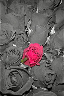 Rose rosse, uno, differenza, fiore, rosa, pianta fiorita, bellezza nella natura, vulnerabilità, pianta, fragilità, petalo, testa di fiore, infiorescenza, nessuno, avvicinamento, freschezza, natura, fotogramma intero, vista dall'alto, colore rosa, rosso, composizione floreale, mazzo, un mazzo di fiori, 2K, CC0, dominio pubblico, privo di copyright