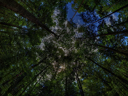 Wipfel, Zauberwald, Wald, Bäume, Natur, Märchenwald, Druidenhain, dunkel, Baum, Pflanze, Wachstum, Flachwinkelansicht, Schönheit in der Natur, Land, Ruhe, keine Leute, grüne Farbe, ruhige Szene, Szenen - Natur, Vollbild, Kofferraum, Hintergründe, Baumstamm, Tag, Himmel, draußen, Baumkrone, direkt darunter, Bambuspflanze, 1080P, CC0, gemeinfrei, lizenzfrei