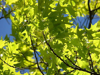gren, tre, vår, sol, vind, himmel, blad, plante del, anlegg, vekst, grønn farge, sollys, natur, skjønnhet i naturen, ingen folk, dag, lav vinkel visning, nærbilde, utendørs, friskhet, ro, fokusere på forgrunnen, blå, solfylt, 720P, CC0, offentlig domene, opphavsrett gratis