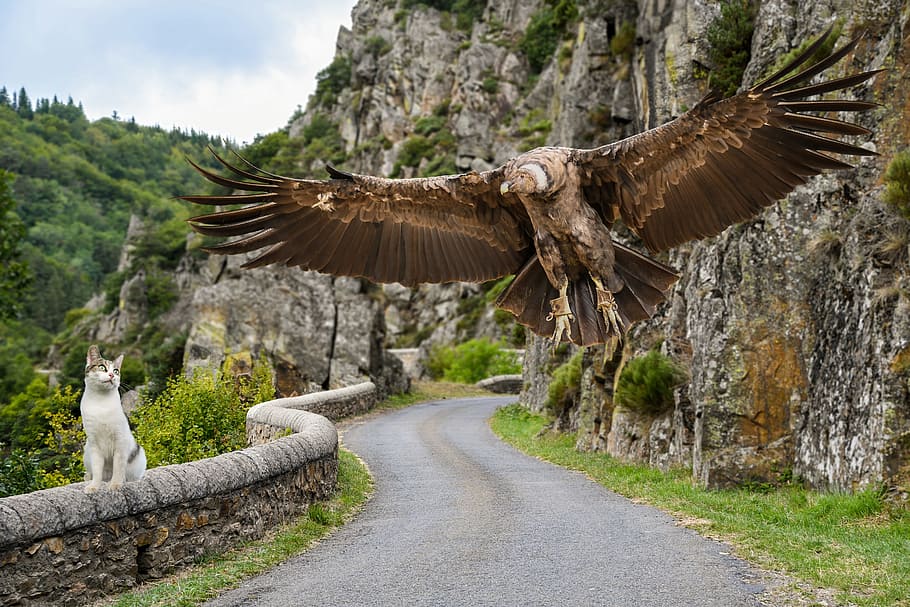 Calvo, aquila, montagna, giorno, condor, gatto, montaggio, volo, strada, rocce, animali, pianta, albero, natura, animale, temi animali, nessuno, solido, fauna selvatica, architettura, scenics - natura, vertebrato, bellezza nella natura, un animale, viaggio, destinazioni di viaggio, paesaggio, storia, terra, all'aperto, 5K