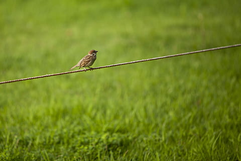 passero, erba, rompere, pausa, osservata, natura, nuovo, verdura, serenità, parco, paesaggio, guarigione, un animale, temi animali, animali allo stato selvatico, colore verde, fauna selvatica, animale, vertebrato, uccello, pianta, nessuno, giorno, all'aperto, lunghezza intera, mammifero, appollaiati, messa a fuoco selettiva, vista laterale, concentrarsi sulle conoscenze acquisite, 2K, CC0, dominio pubblico, privo di copyright