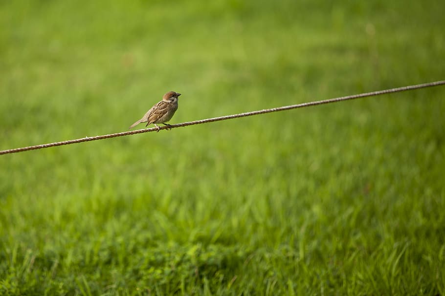 passero, erba, rompere, pausa, osservata, natura, nuovo, verdura, serenità, parco, paesaggio, guarigione, un animale, temi animali, animali allo stato selvatico, colore verde, fauna selvatica, animale, vertebrato, uccello, pianta, nessuno, giorno, all'aperto, lunghezza intera, mammifero, appollaiati, messa a fuoco selettiva, vista laterale, concentrarsi sulle conoscenze acquisite, 2K