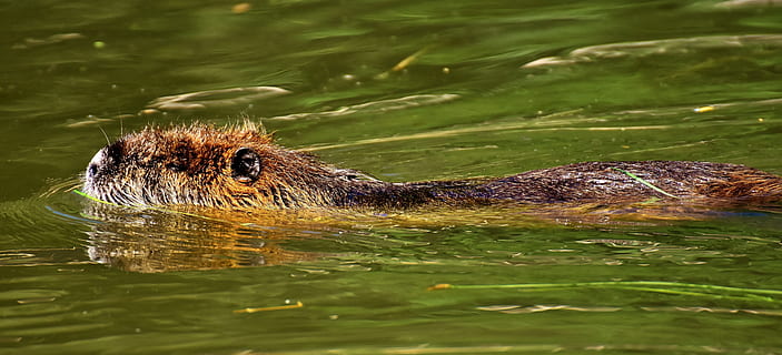 nutria, Wasserratte, Wasser, plantschen, Tierwelt, Tier, Natur, Pelz, Nagetier, Wildpark Poing, Arten von Nagetieren, Säugetier, braun, Tiere in freier Wildbahn, Tiere und Haustiere, ein Tier, Tierthemen, Tiere jagen, Schwimmen, Wirbeltier, Reptil, keine Leute, Tierkörperteil, Krokodil, unter wasser, Tag, See, Tierkopf, draußen, giftig, 5K, CC0, gemeinfrei, lizenzfrei