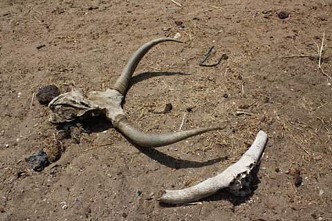 Wüste, Dürre, Tod, Trockenheit, Hitze, Wüste, Dürre, Knochen, Tierknochen, Humor, Tierischen Schädel, keine Leute, hinlegen, Land, Natur, Tag, High Angle View, Feld, Tier, Tierthemen, Tierskelett, Tierwelt, draußen, gehörnt, Tierkörperteil, Sand, Sonnenlicht, 4K, CC0, gemeinfrei, lizenzfrei