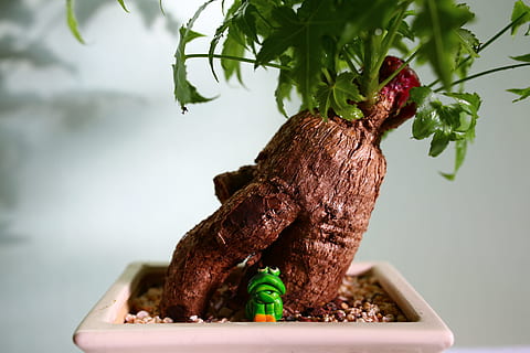 bonsái, rana, Buda, raíz, verde, planta, árbol, madera, decoración, casa, surrealista, miniatura, de cerca, centrarse en primer plano, crecimiento, nadie, parte de la planta, naturaleza, comida y bebida, comida, hoja, día, color verde, al aire libre, alimentación saludable, frescura, vegetal, bienestar, Árbol bonsai, planta en maceta, jardinería, 5K, CC0, dominio público, libre de derechos