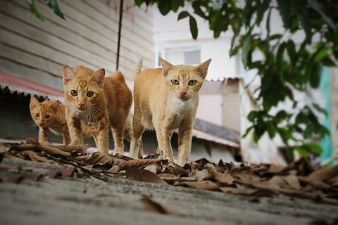 overfladisk, fokus fotografering, tre, orange, tabby, katte, kat, gå, pattedyr, dyre temaer, dyr, kæledyr, feline, indenlandske, gruppe af dyr, hvirveldyr, portræt, kigger på kameraet, husdyr, indenlandske kat, ungt dyr, ingen mennesker, to dyr, træ, dag, natur, killing, bakkenbart, dyre familie, 1080P, CC0, offentligt domæne, royaltyfrie