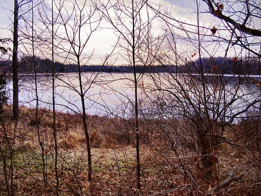 hivern, posta de sol, paisatge, bosc, parc, llum solar, gener, escènic, Michigan, llac, congelat, nord, a l'aire lliure, naturalesa, arbre, tranquil·litat, planta, aigua, arbre nu, cap gent, escena tranquil·la, escenics - natura, dia, bellesa a la natura, terra, cel, escena no urbana, núvol - cel, reflexió, 4K