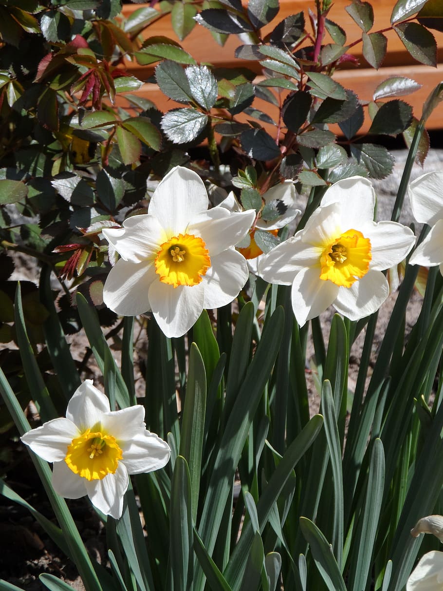 osterglocken, primavera, fragant, blanc, groc, flor, naturalesa, planta, coses verdes, brillant, florir, narcisos, planta amb flors, fragilitat, vulnerabilitat, pètal, frescor, creixement, bellesa a la natura, cap de flor, inflorescència, primer pla, Color blanc, cap gent, dia, narcís, botànica, a l'aire lliure, pol·len, 4K