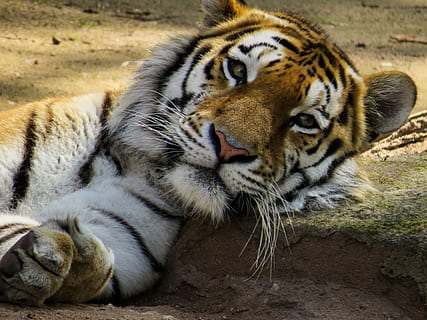 tiger, hoved, kat, tæt, øjne, træt, hvile, Zoo, lempelse, dyr, kødædende, dyreliv, undomesticated cat, pattedyr, natur, stribet, feline, fare, stor kat, dyr i naturen, truede arter, bengal tiger, siberian tiger, stor, dyre temaer, et dyr, hvirveldyr, carnivora, ingen mennesker, jord, dag, hvilende, portræt, bakkenbart, udendørs, hvid tiger, dyr hoved, 4K, CC0, offentligt domæne, royaltyfrie
