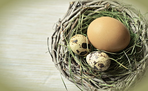 Castanho, ovo, dois, ovos de codorna, ninho, Páscoa, ninho de páscoa, decoração de páscoa, comida e bebida, Comida, ainda vida, fragilidade, ninguém, frescura, vulnerabilidade, bem-estar, mesa, dentro de casa, visão de alto ângulo, Alimentação saudável, ovo animal, ninho de animais, madeira - material, recipiente, fechar-se, começos, 4K, CC0, domínio público, royalty free