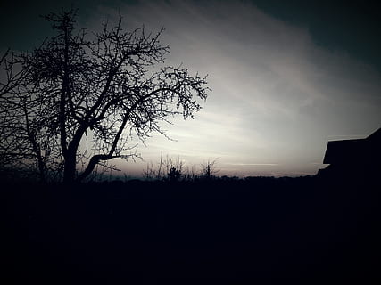 Baumsicht, Landschaft, Sonnenuntergang, Dämmerung, Baum, Aussicht, Silhouette, keine Leute, Natur, szenen, Himmel, Pflanze, Ruhe, Schönheit in der Natur, ruhige Szene, Umgebung, kahler Baum, dunkel, Szenen - Natur, draußen, Feld, Land, Ast, die Architektur, Nicht-städtische Szene, isoliert, 4K, CC0, gemeinfrei, lizenzfrei