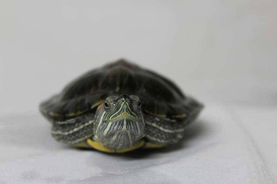 tortuga, mirant, animal, naturalesa, rèptil, feliç, amfibi, infància, jove, verd, vida salvatge, shell, salvatge, mascota, bonic, la vida, lent, nen, natural, medi ambient, aigua, noi, cara, diversió, blanc, zoo, cap, vertebrats, marró, aquàtics, noia, exòtic, somriu, vermell, zoologia, un animal, closca d’animals, fauna animal, temes d'animals, animals a la natura, closca de tortuga, cap gent, primer pla, tir de l'estudi, a l'interior, enfocament selectiu, part del cos dels animals, dia, gris, invertebrat, insecte, marí, 5K