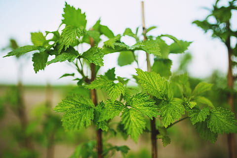 Himbeere, jung, Neu, Frühling, Blatt, Blätter, Früchte, Pflanze, natürlich, Natur, grüne Farbe, Wachstum, Pflanzenteil, selektiver Fokus, Schönheit in der Natur, Nahansicht, keine Leute, Tag, draußen, Fokus auf den Vordergrund, Frische, Baum, Lebensmittel, Ruhe, Essen und Trinken, Kraut, Zerbrechlichkeit, 5K, CC0, gemeinfrei, lizenzfrei