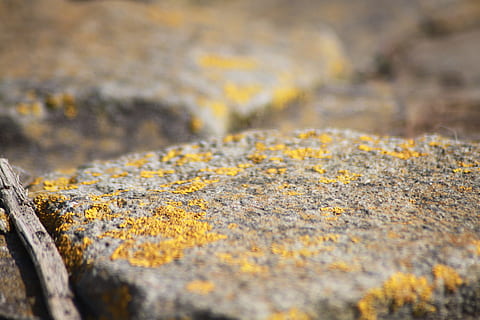 weben, Stein, Moos, schließen, Makro, Natur, wunderschönen, Gelb, Tag, draußen, Flechte, Nahansicht, selektiver Fokus, keine Leute, Pflanze, Herbst, Rock, Rock - Objekt, Pilz, solide, texturiert, Wachstum, Baum, Land, Transport, 4K, CC0, gemeinfrei, lizenzfrei