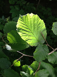 hazelnut, hazelnut leaf, leaf, back light, green, sun, leaves, plant part, green color, plant, growth, close-up, nature, day, no people, beauty in nature, leaf vein, outdoors, focus on foreground, freshness, sunlight, selective focus, food, tree, tranquility, 2K, CC0, public domain, royalty free